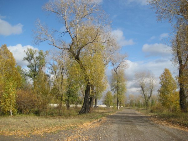 Осенний Тополь фото