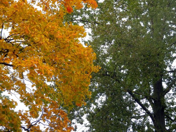 Тополь Берлинский осень