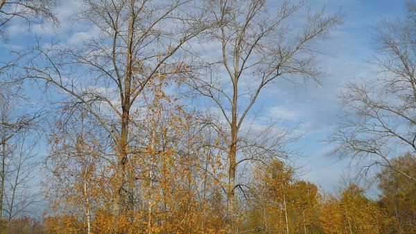 Дерево Тополь осенью