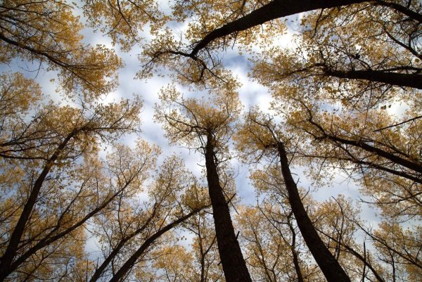 Тополь дерево роща