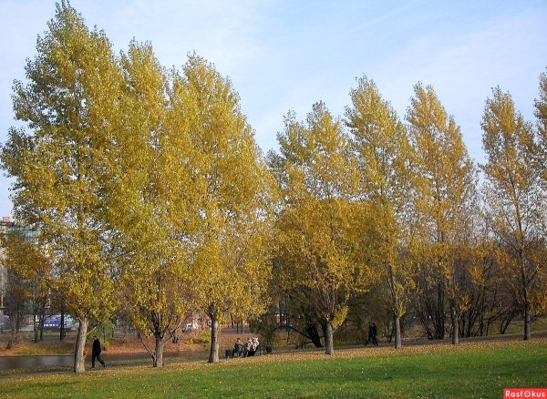 Тополь Московский