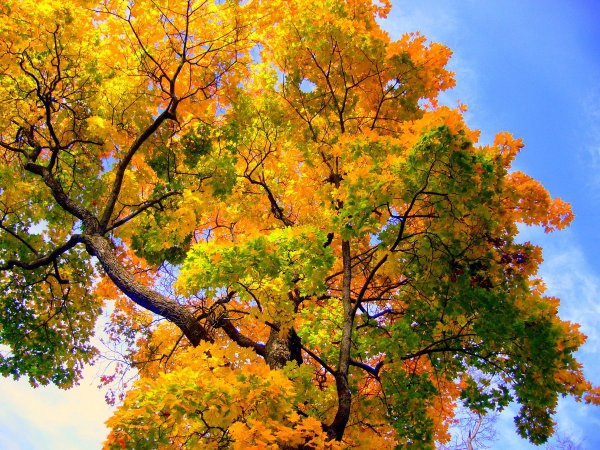 Клены и осины осенью