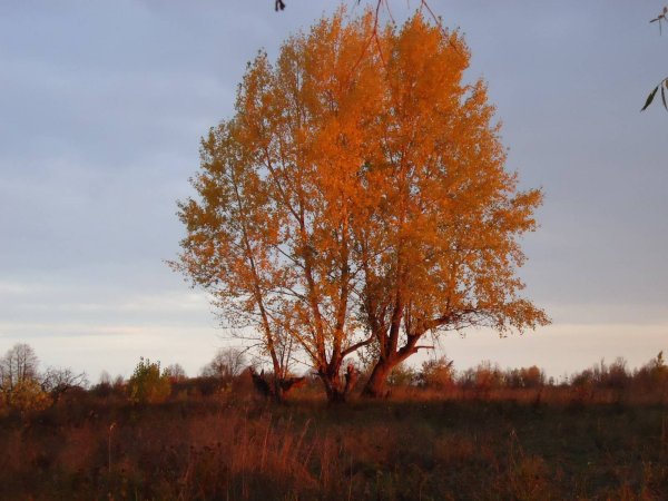 Тополь дерево осень