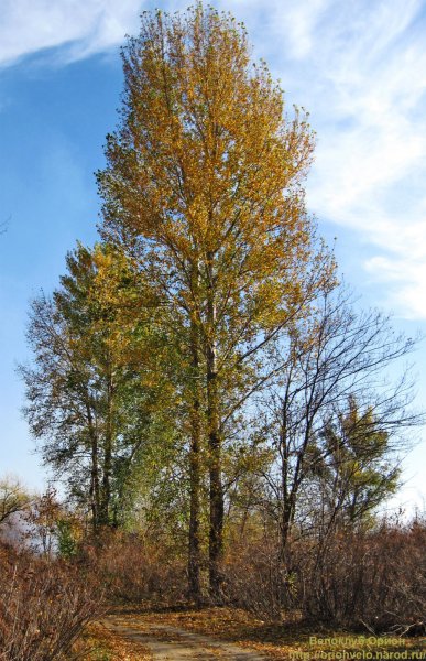 Тополь дерево листья
