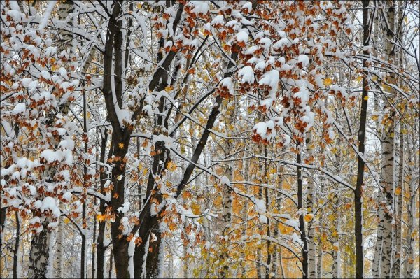 Валерий Брюсов первый снег