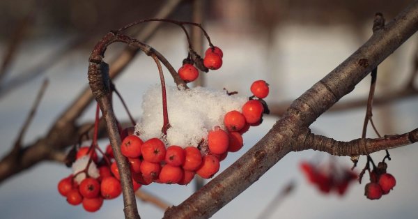 Рябина обыкновенная кора