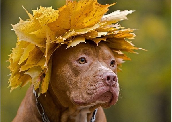Собака в венке из листьев