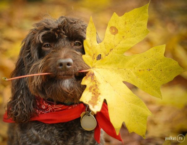 Собака осень