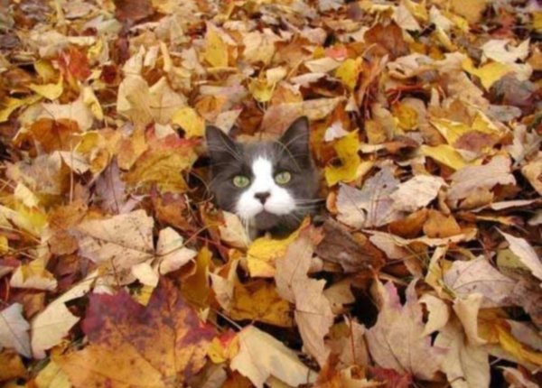 Приколы с осенью