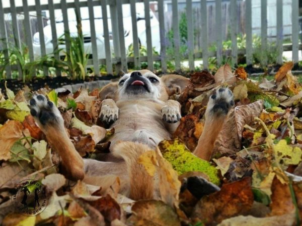 Шалунья осень раздевает деревья в заспанном дворе