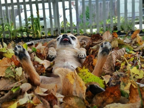 Приколы про осень