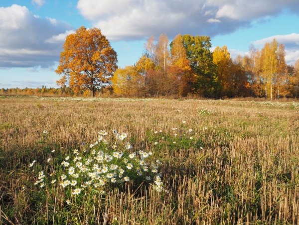 Ромашковая осень