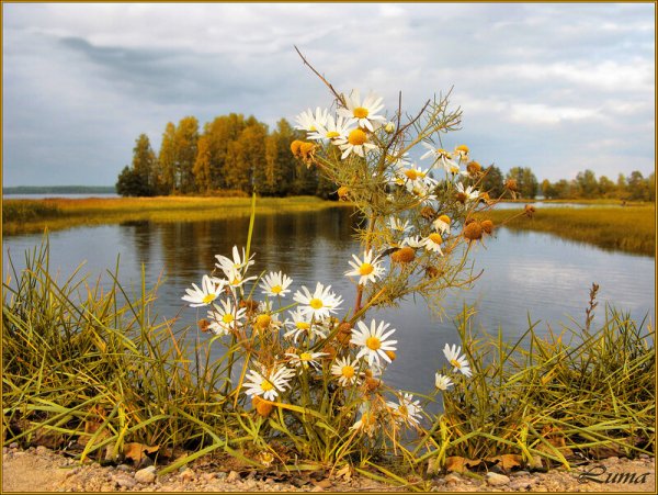 Ромашки осенью