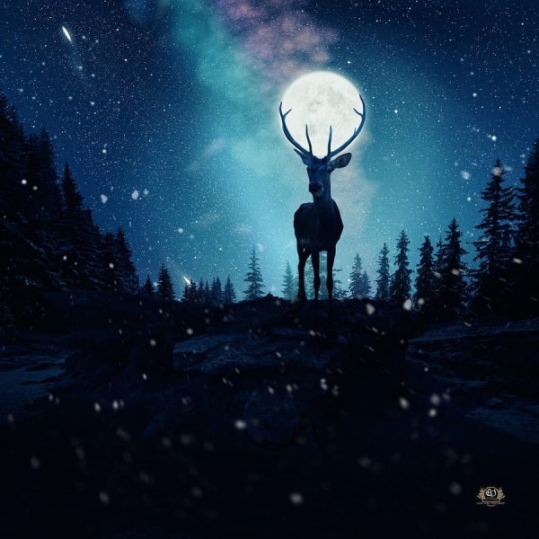 Олень ночью