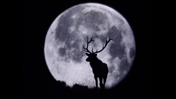 Лось на фоне Луны