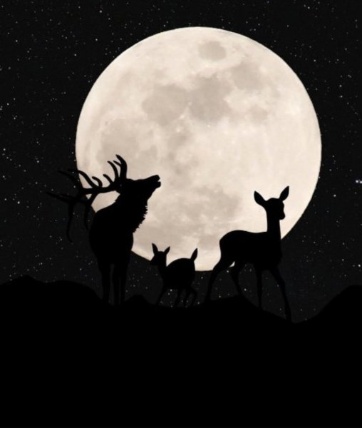 Олень на фоне Луны