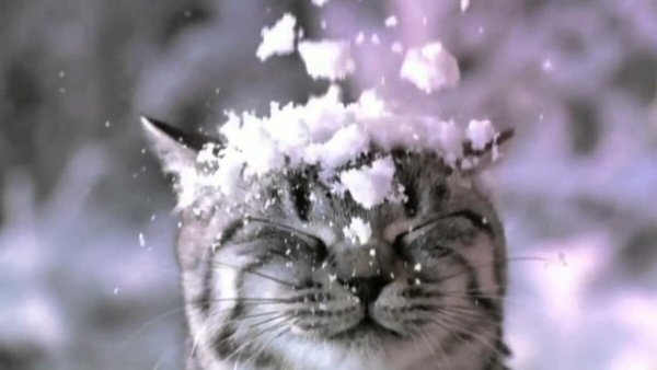 Кот со снегом на голове