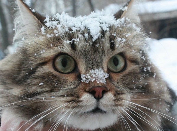 Сибирская кошка в снегу