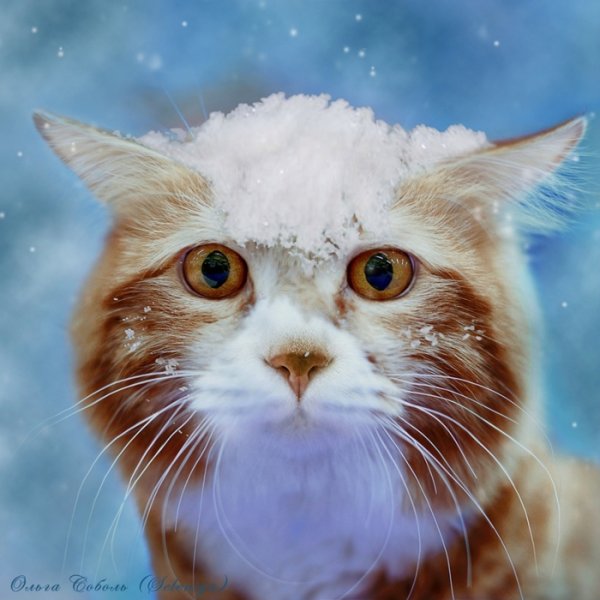 Котик со снегом на голове