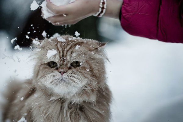 Кот со снегом на голове