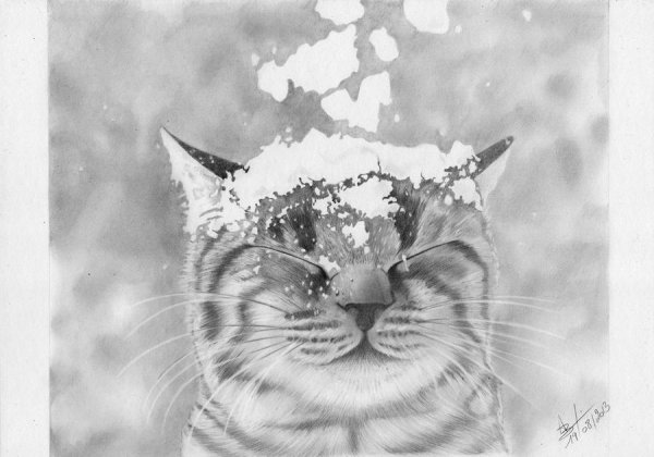 Котик в снегу арт