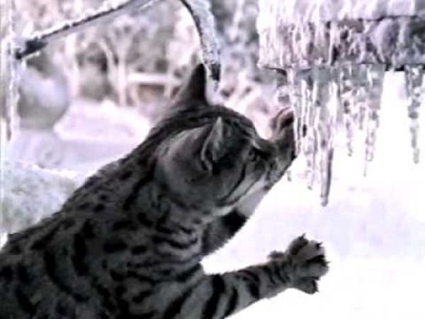 Реклама вискас зимой