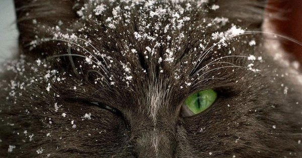 Котик со снежинкой на носу