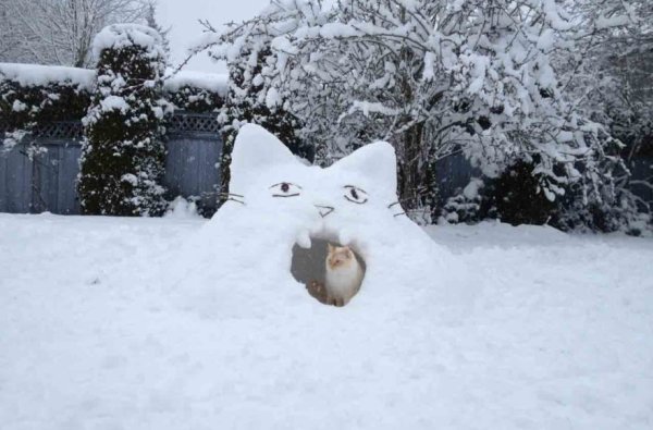 Кот из снега