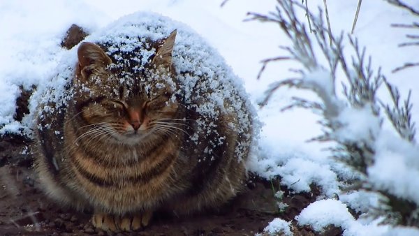 Кот припорошенный снегом