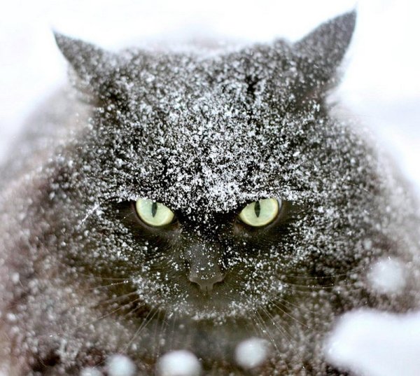 Кот зимой