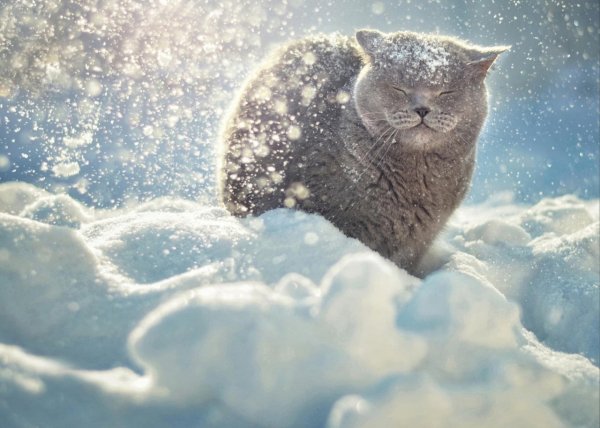 Аляскинский снежный кот