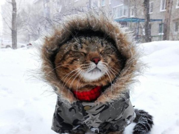 Сильный ветер животные зима