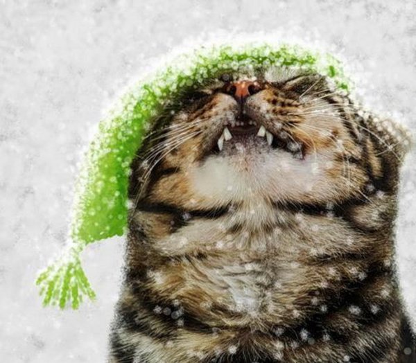 Февральский кот