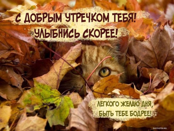 Прикольные поздравления с добрым осенним утром