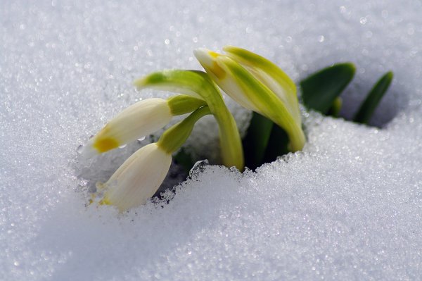 Цветы из под снега