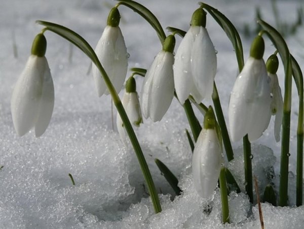 Весна подснежники