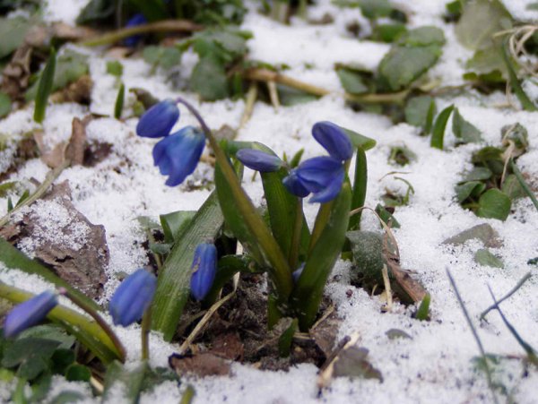 Синие цветочки ранней весной