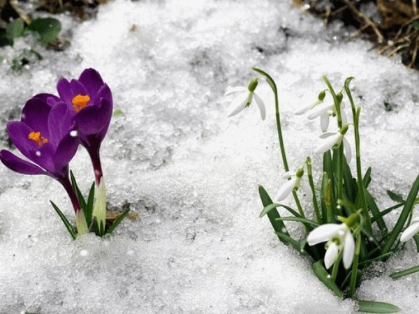 Весна проталины подснежники природа
