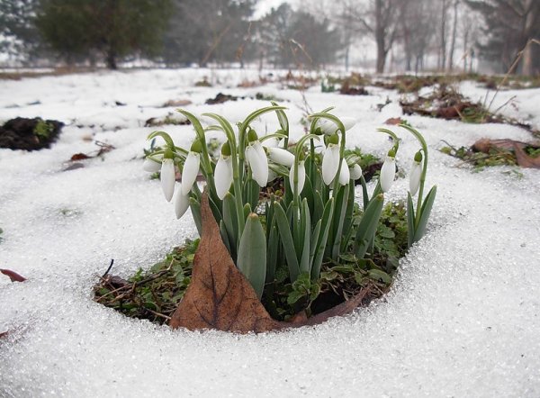 Подснежник на проталинке