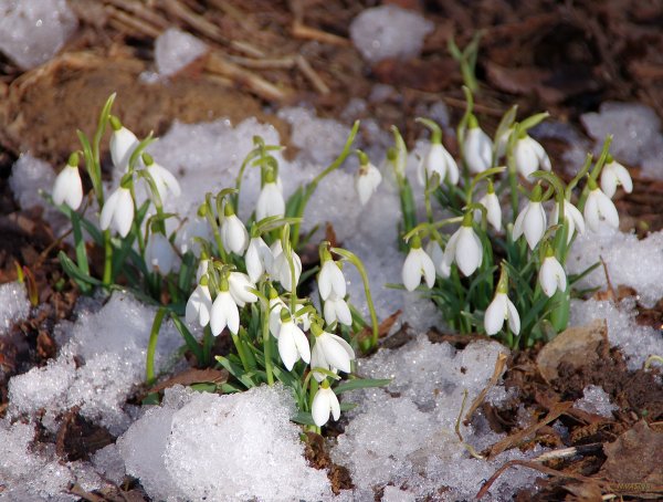 Первоцветы подснежники