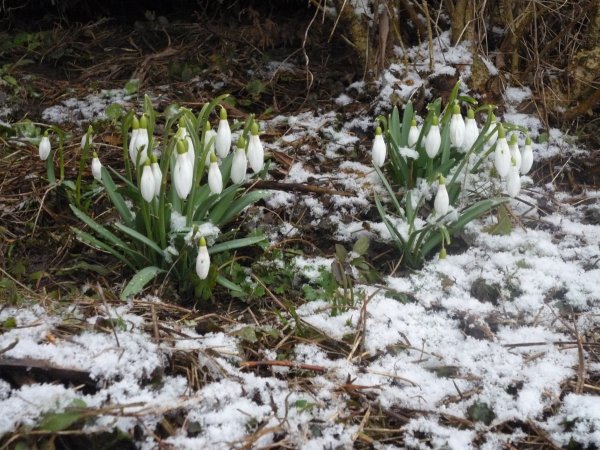 Подснежник Сибирский