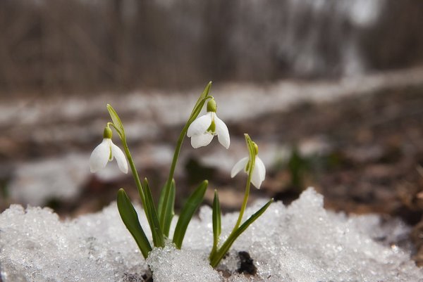 Весенний первоцвет - Подснежник
