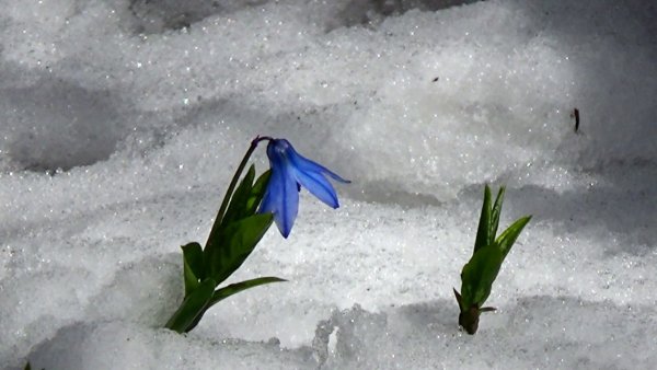 Подснежник хромакей