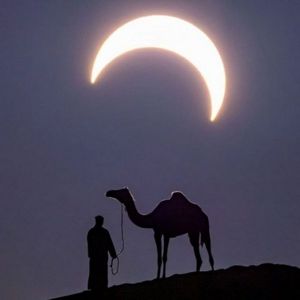 Верблюды ночью