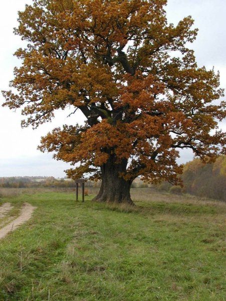 Дуб черешчатый (Quercus Robur)