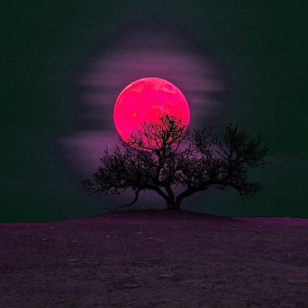 Дерево на фоне красной Луны