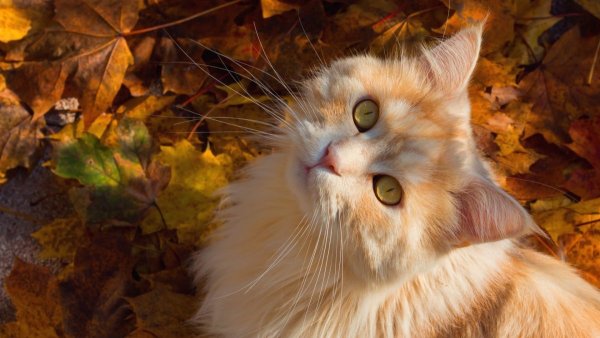 Котики осенью