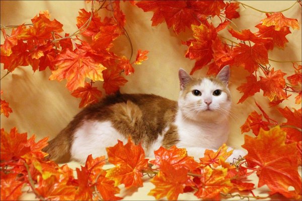 Осенний фон с кошкой