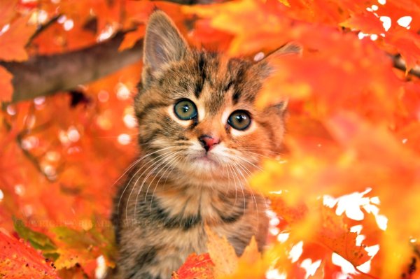 Осенний котенок