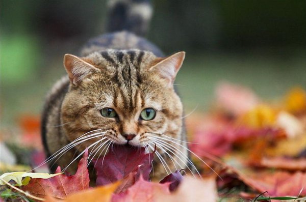 Котик в листве